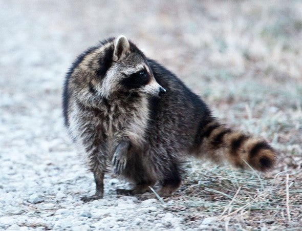 Raccoon