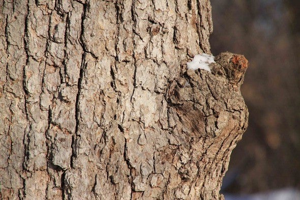 Tree bark