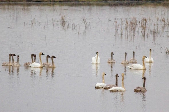 A group of trumpeter swans in a lake