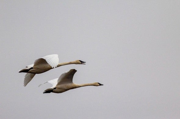 Trumpeter swans flying