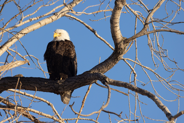 Bald eagle perches on tree branch