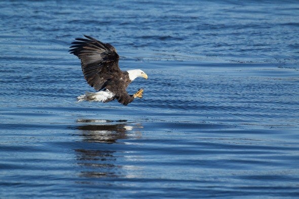 bald eagle