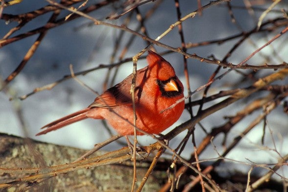 Male cardinal in winter brush
