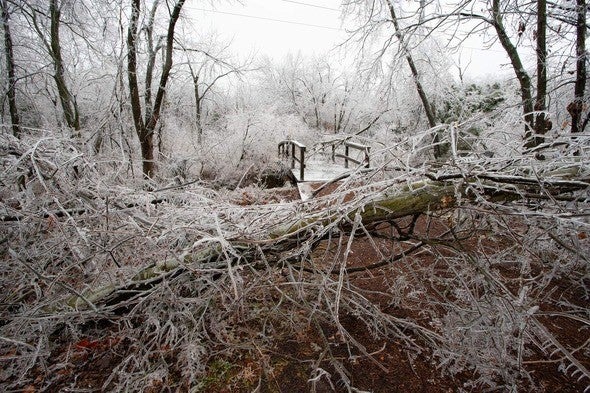 Winter storm tree damage