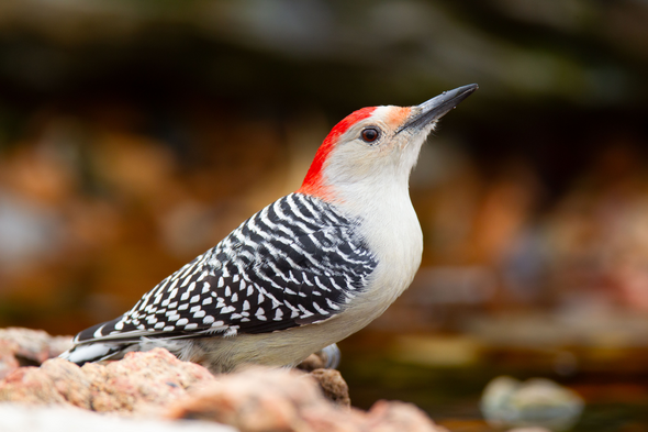 red-bellied woodpecker 