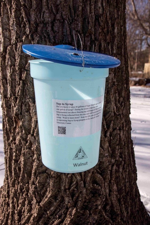 Syrup bucket on maple tree