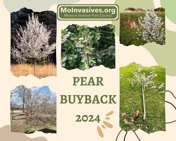 Callery pear “buyback” program