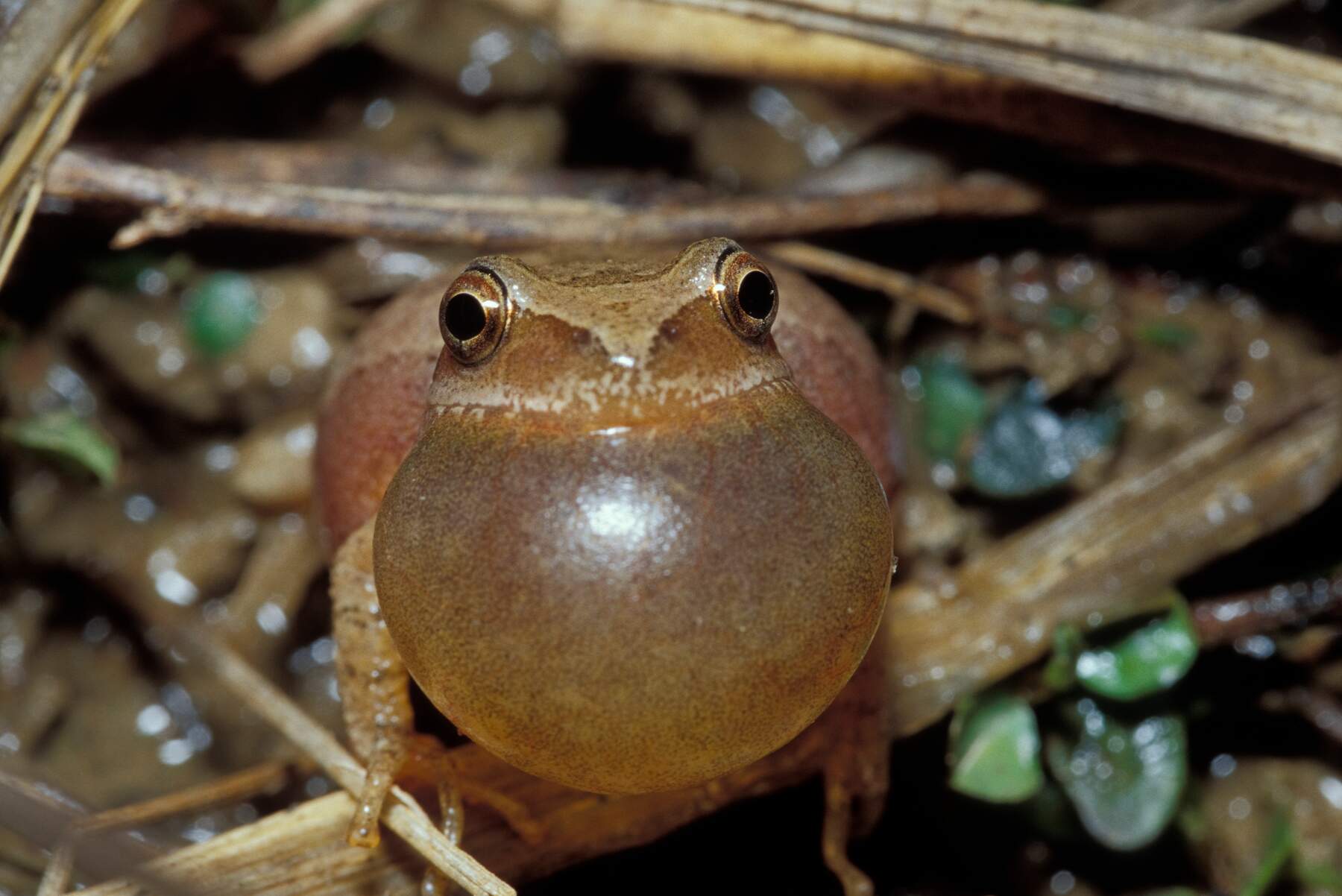 Spring peeper 