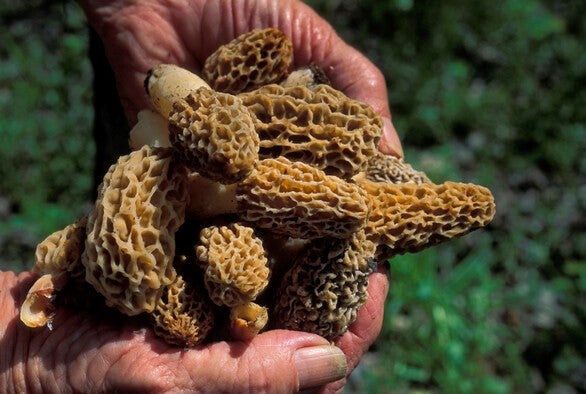 Handful of morels
