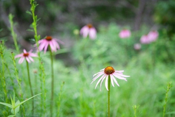 Purple coneflower in field