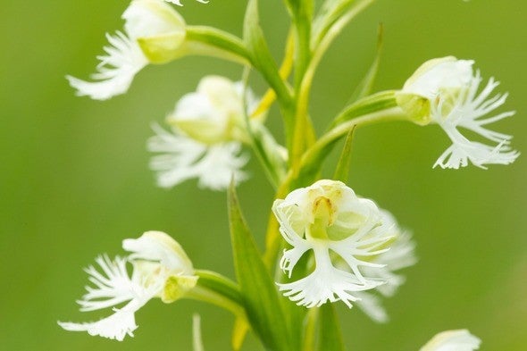 prairie fringed orchid 