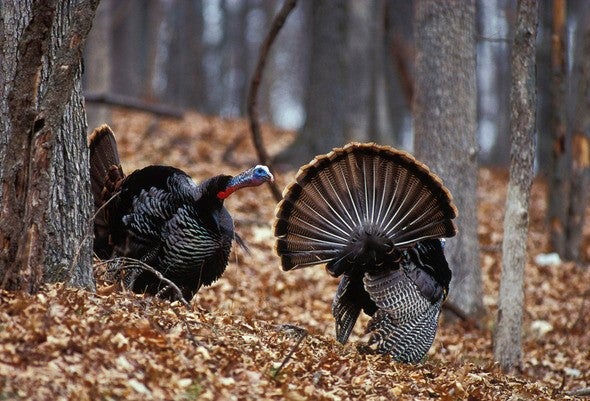 Two toms in the woods