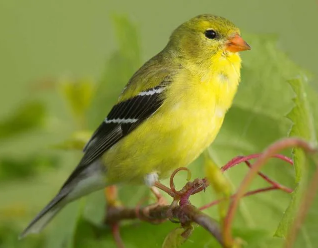 female goldfinch