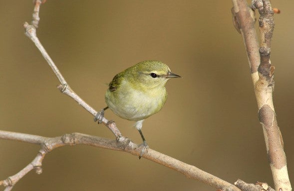 Tennessee warbler