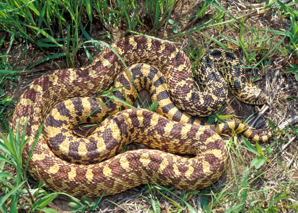 Bullsnake