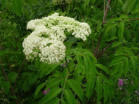 elderberry flowers 