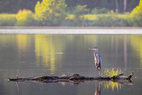 Great blue heron stands on log in a lake