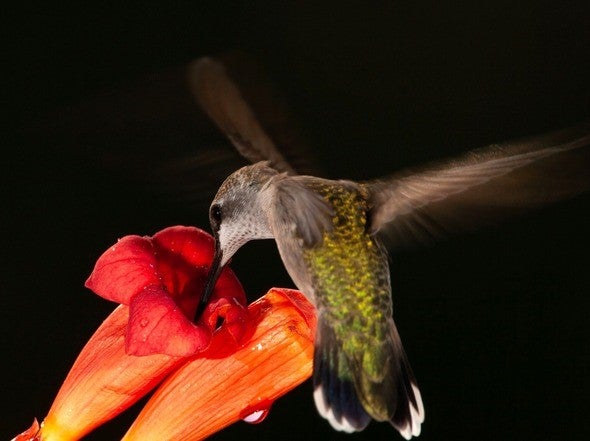 Hummingbird feeds from trumpet creeper