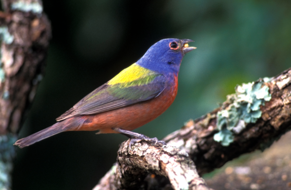 painted bunting 