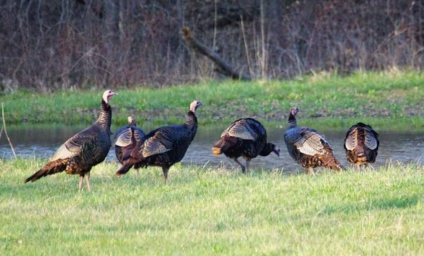 wild turkey 