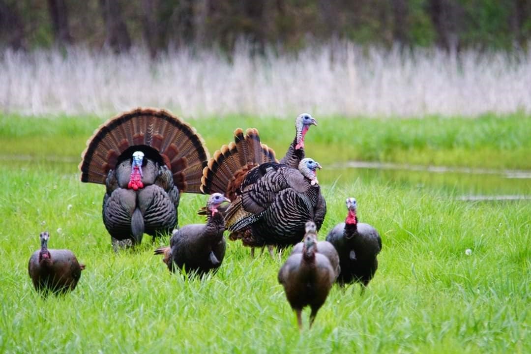 wild turkey 
