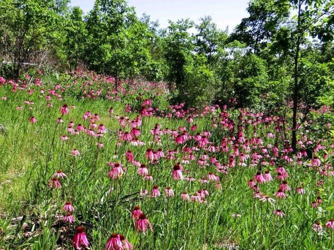 Purple coneflower blooms in glade