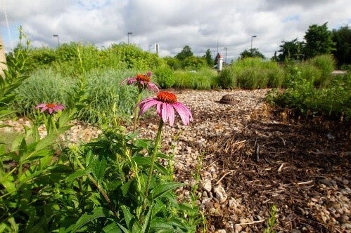 Native rain garden