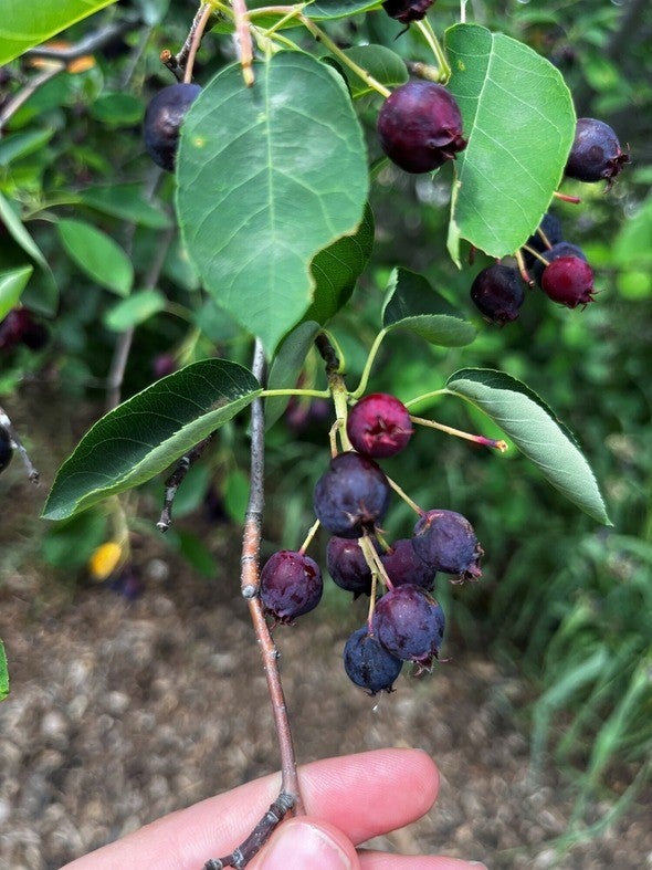 Ripe serviceberry fruits