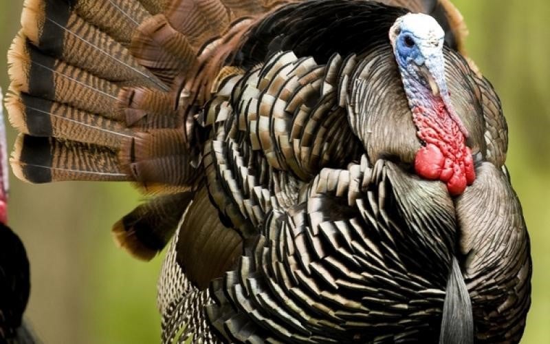 wild turkey 