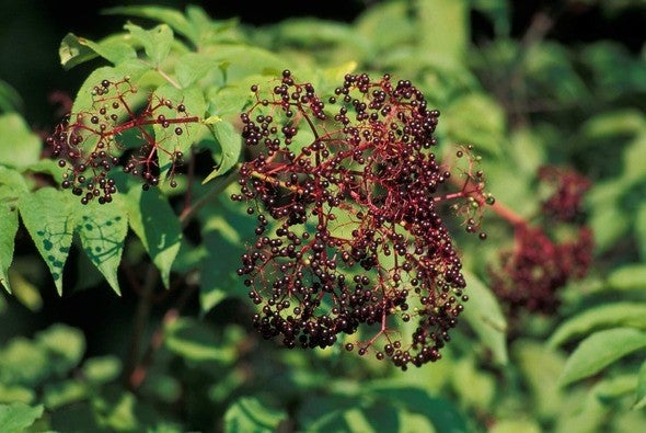 Elderberry bush