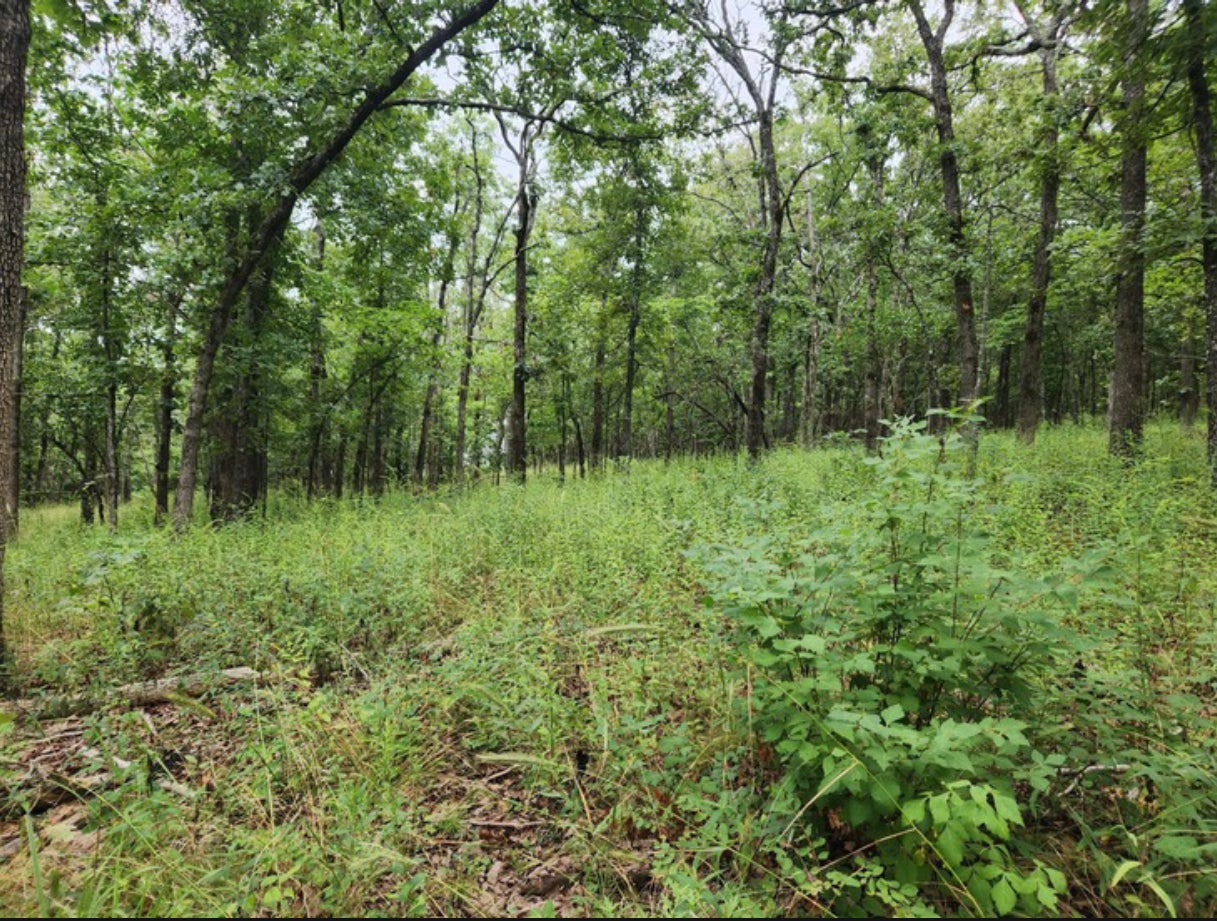 Woodland habitat