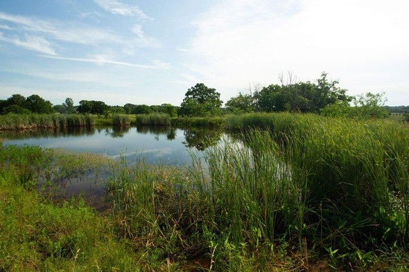 Pond