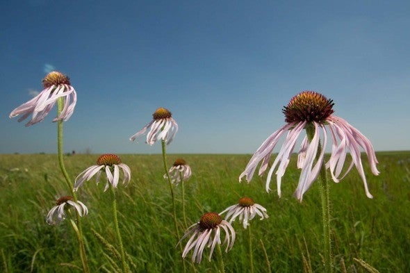 Purple coneflower in the wind