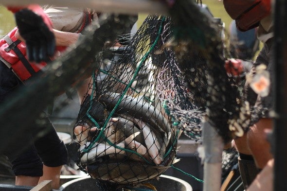 Invasive carp removed from Lamine River