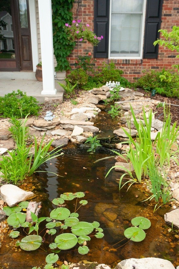 Pond with native plants outside of home