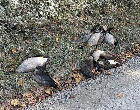 poached geese