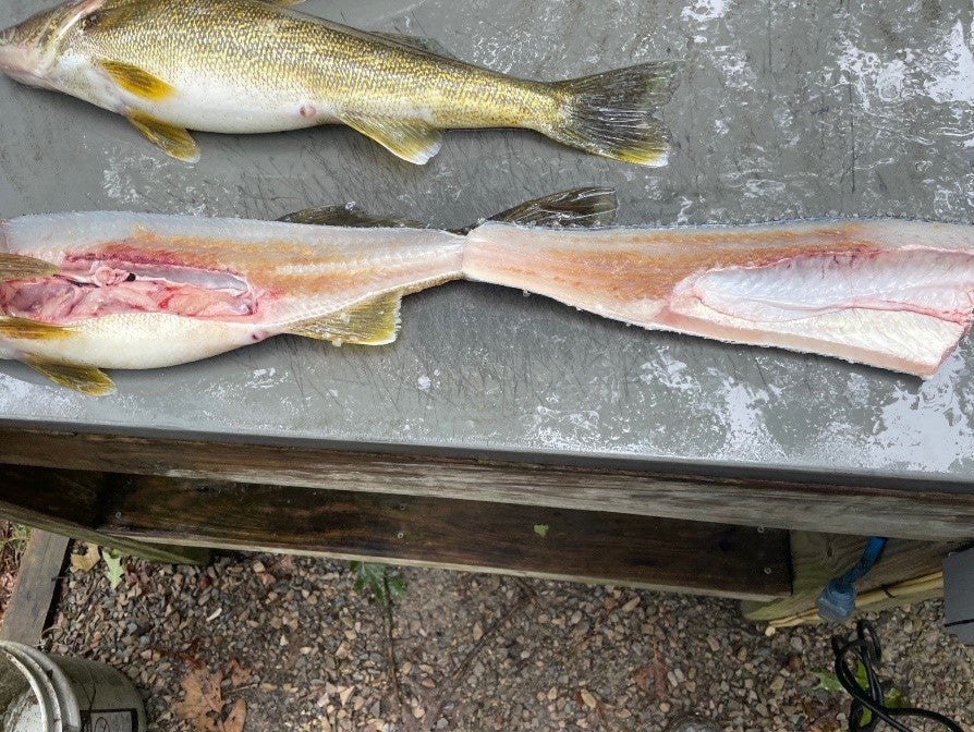 Sandy Flesh disease found in Arkansas walleye