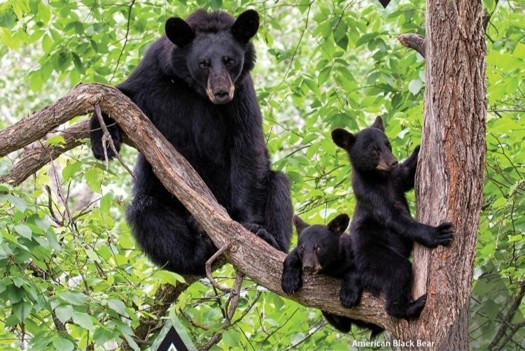 bears