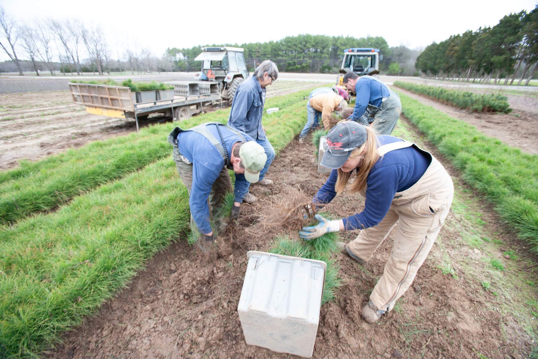 State Nursery Staff Planting Seedlings