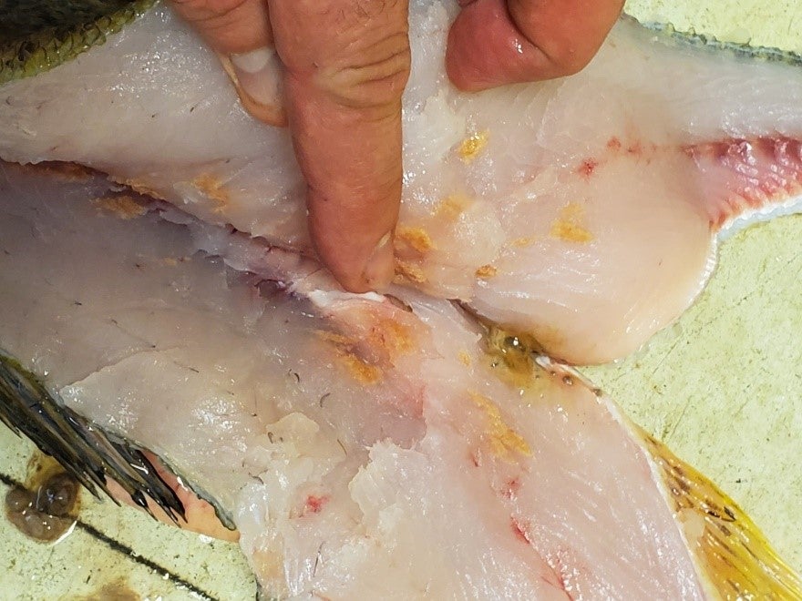 Filleted walleye with signs of Sandy Flesh disease