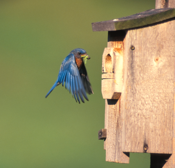bluebird nesting box 