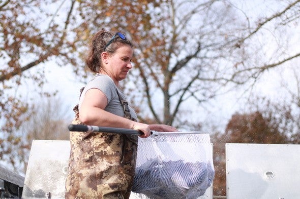 trout stocking 