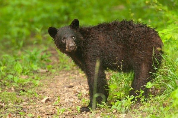 Young black bear