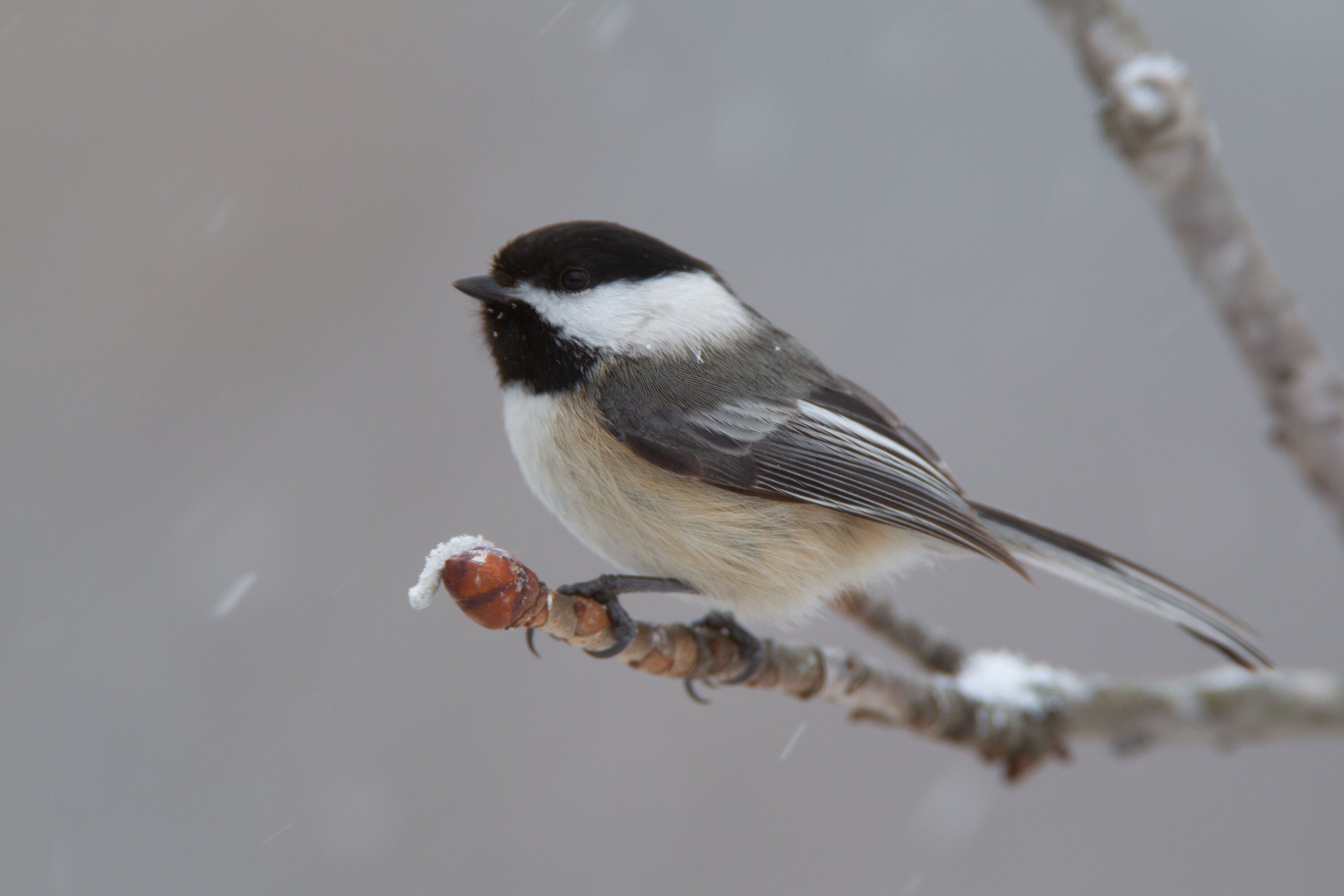 chickadee