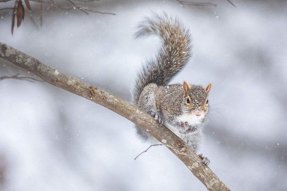 Eastern grey squirrel on tree branch in winter