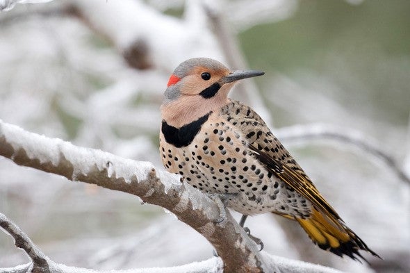 Northern flicker perches on snow-covered tree branch