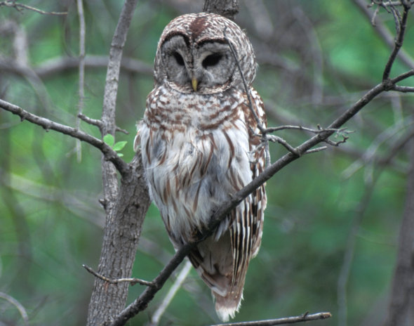 barred owl