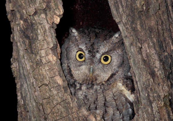 Screech owl