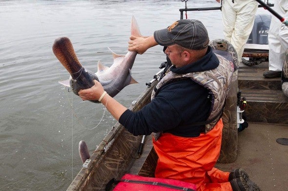 Paddlefish snagging