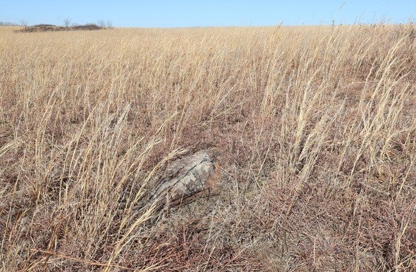 Remnant prairie at Snadon Tract